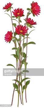 Drawing Of Red Aster Flower Isolated On White Background Aster Flower Flower Sketches Flower Painting