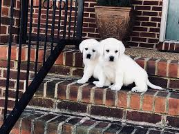 Silver lab puppies for sale in upstate ny. Snow White Lab Breeders Polar Bear Labs For Sale At Twin Ponds Labradors