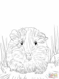 Pig with its piglet coloring pages. Pin On Guinea Pigs