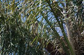 Image result for Diclis reptans