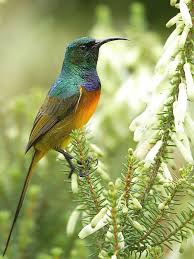 Birds Of South Africa Images South African Birds Orange Breasted Sunbird Africa Wildlife Birding Birds Sunbird South African Birds South African Animals African Wildlife