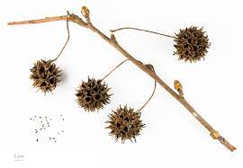 More winter tree pictures can be found at impressive winter tree pictures page. Identifying The Sweetgum Tree