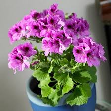 Maybe you would like to learn more about one of these? How To Grow Geranium Indoors Year Round å®‰é™çš„ç¾Žå¥³å­ Garden Manage Gfinger Es La App De Jardineria Mas Profesional