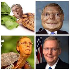 Kentucky has voted for him for 34 years. I Want To Capture The Essence Of Turtle Mitch Mcconnell I Can T Fully Realize It Which Is Why I Need An Artist Duh But In My Head I See Him On A