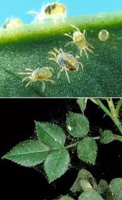 Control outdoor mite infestation by releasing their biological enemies. How Do You Get Rid Of Spider Mites Dream Garden 101 Plants Get Rid Of Spiders Garden Pests