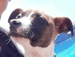 We are one of 44 bc spca locations across the province serving sick, neglected, abused and homeless animals. Stolen Puppy Returned To San Pablo Rescue Shelter Richmond Standard