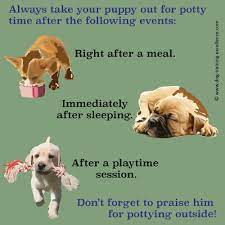 Get more dog training tips and examples on instagram. Potty Training A Puppy In A Week
