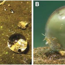 Image result for Asplenium markusbeckeri