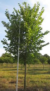 Image result for Ulmus