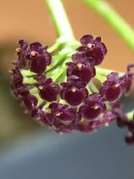 Image result for Hypertelis umbellata