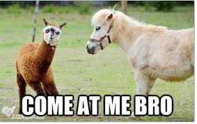 Image result for memes horse