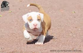 Contact us if you are interested in. Horus Chiot Puppy Puppies American Bully Xl Xxl Bully Pitbull A Vendre For Sale France Belgique Ke Australian Shepherd Bully Breeds Dogs American Bully Pitbull