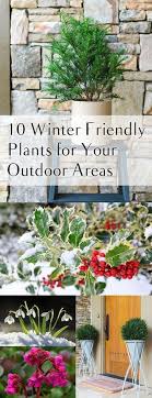 They are considered a tender perennial in cold regions of north america. Keep Your Garden Going Year Round By Planting These Winter Friendly Plants Winter Plants Winter Vegetables Gardening Plants