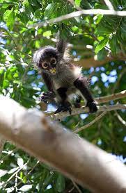 Curiosity Mid Chew Pet Monkey Spider Monkey Cute Monkey
