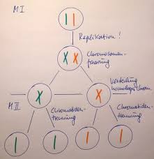 Wieviele Chromatiden Besitzt Eine Keimzelle Schule Biologie Meiose