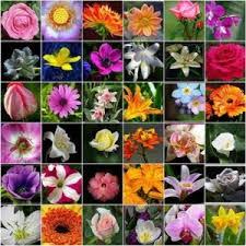 White ones signify purity, pink. Types Of Flowers Names Types Of