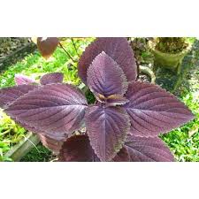 Check spelling or type a new query. Daun Mianan Jawer Kotok Mengobati Bisul 100 Gram Shopee Indonesia