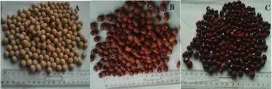 Image result for Vigna subterranea