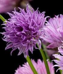 We did not find results for: Purple Flower Names Enlisted With A Beautiful Photo Gallery Gardenerdy