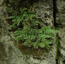 Image result for Cheilanthes similis
