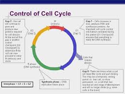 The sister chromatids are moving apart. Mitosis Virtual Lab Worksheet Answer Key Number Of Chromosomes Worksheet Answers Jailbreak My Meiosis Virtual Lab Worksheet Answer Key Doc Template Worksheets Are Meiosis Matching Work Meiosis And