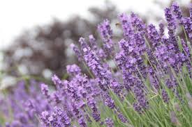 Lavendel ist die ideale, lang blühende pflanze für den sonnigen garten. Lavendelarten So Kann Man Die Sorten Unterscheiden