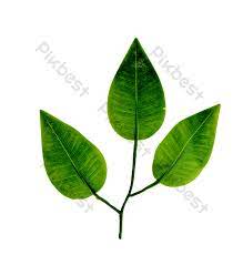 Bahkan tidak hanya daging buahnya saja. Daun Daun Pokok Getah Elemen Grafik Raw Percuma Muat Turun Pikbest