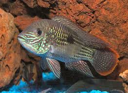 Green Terror Andinoacara Rivulatus Cichlid Fish Guide