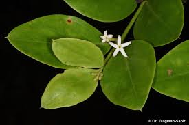 Image result for Carissa spinarum