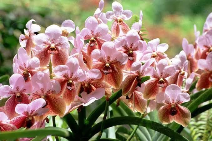 Mga resulta ng larawan para sa Waling-Waling Orchids"