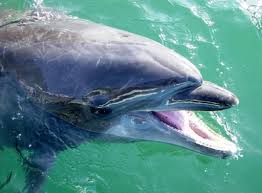 Browse succulents by common name: Longest Living Dolphin In Captivity Dies At Japan Aquarium