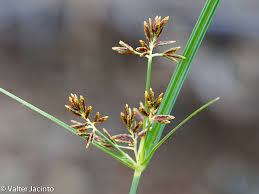 Image result for Cyperus longus