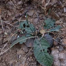 Image result for Elytraria acaulis