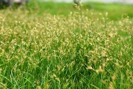 Rainfall or sprinkler irrigation within eight hours of application may reduce the effectiveness. How To Get Rid Of Kill Nutsedge Nut Grass Nutsedge Treatment Control