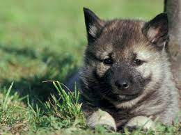 Norwegian Elkhound Puppy I Want One Elkhound Puppies Norwegian Elkhound Puppies