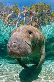 Stunning Photography Book Showcases The Beauty Of Life Under The Sea Ocean Animals Manatee Animals Beautiful