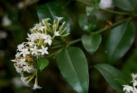 Image result for Carissa bispinosa