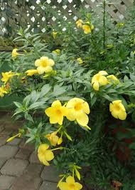 Image result for Allamanda schottii