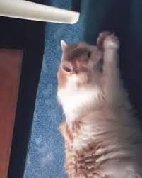 Find gifs with the latest and newest hashtags! Cat Plays With The Rubber Band Gif On Imgur