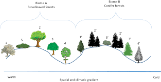 Image result for Balthasaria schliebenii