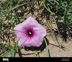 Image result for Ipomoea bolusiana