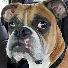 Find boxer puppies for sale and dogs for adoption. Florida Boxer Rescue In Central West Florida Florida