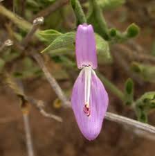 Image result for Dicliptera hensii