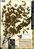 Image result for Dyschoriste albiflora