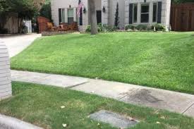 Zoysia lawn is a very popular lawn all over the u.s. Best Methods Of Care For Your Zoysia Grass Ryno Lawn Care Llc