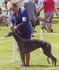 Akc Breeder Spotlight Kimberly Colin Fritzer Of Windrock Greyhounds Akc Greyhound Breed Greyhound