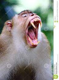 Monkey Mouth Open Canine Teeth Yawning Canine Tooth Canine Mouth Open