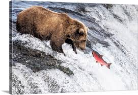 Densities vary depending on the quality of the in areas abundant food, such as the alaska peninsula, kodiak and admiralty island. Brown Bear Brooks Lake Katmai National Park And Preserve Alaska Peninsula Alaska Wall Art Canvas Prints Framed Prints Wall Peels Great Big Canvas