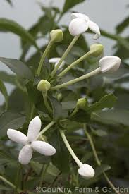 Image result for Bouvardia longiflora