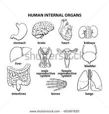 Liver diagram with labels and real human liver images also posted here. Set Of Human Organs Vector Different Human Entrails Black And White Sketch Art Brain Stomach Kidney He Human Body Diagram Organs Black And White Sketches